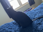 Zero is cat