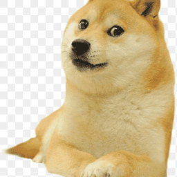 Beta Survive the Doge