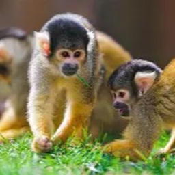 COOL MONKEY GAME