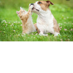Cats and dogs club for fans