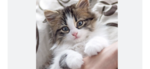 Kitten club!!!!!!!!!!!!!!!!!!