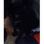 Cat cat meow Cat