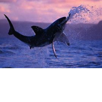 SHARKS AND SEALS