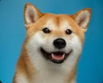 Doge Roblox [FAN CLUB]