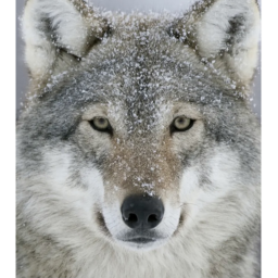 ~Wolfs United ~