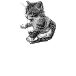drawing baby cat