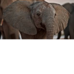 <3 Elephant Club <3