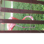 The flamingo fans that are big money