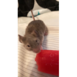 Ratatouille tutu