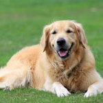 Doggie_ fans
