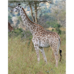 Giraffes Of The World