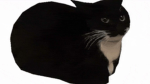 KITTYKREWISKOOL