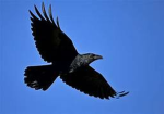 Crow's Collected Crowd