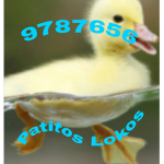 Patitos Lokos