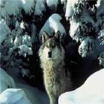 W.W.A western wolf assasains leaders