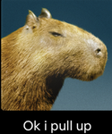 RUBY IS A CAPYBARAAA