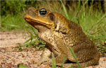 The Toad Lovers