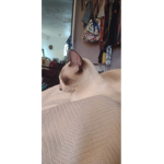 Best Warrior Cats Fan Group