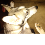 Wolf paw team