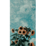 •Chocolate candy•Store•