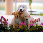 *-_.FluffDogs._-*