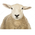 Sheeps united