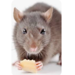 ALL OF YOU ARE RATS