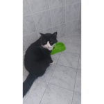 Caccspupui sono ita