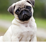cachorro pug