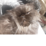 Cat monsters