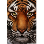 Tiger Cubs:)
