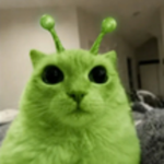 Meow at the moon