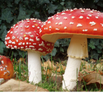 Fungi Crusaders