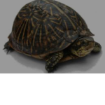 Turtle brothers
