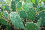 Prickly Pear