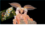 .Bugs United.
