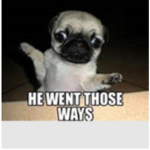 PUG PUG
