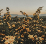 The Blossomings