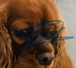 The doggies are angry