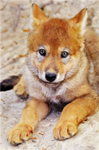 Wolf Civilization