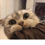 $CRAZYCATCLUB$