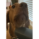 Bloomy dog is the cutest dog