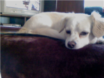 ♥♥♥ Dog Lovers ♥♥♥