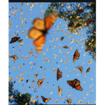 butterflyz x