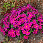 The (probably) Official Primrose