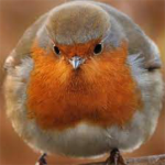 fat_bird's group