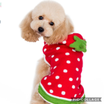 JJ the strawberry Dog