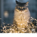 Catsareforlife