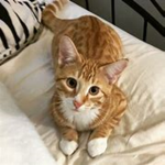 ChillyFlame