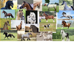 #EquestriansSquad*